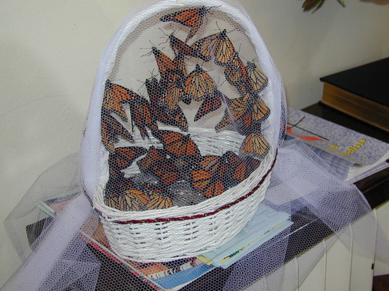 Some very excited butterflies